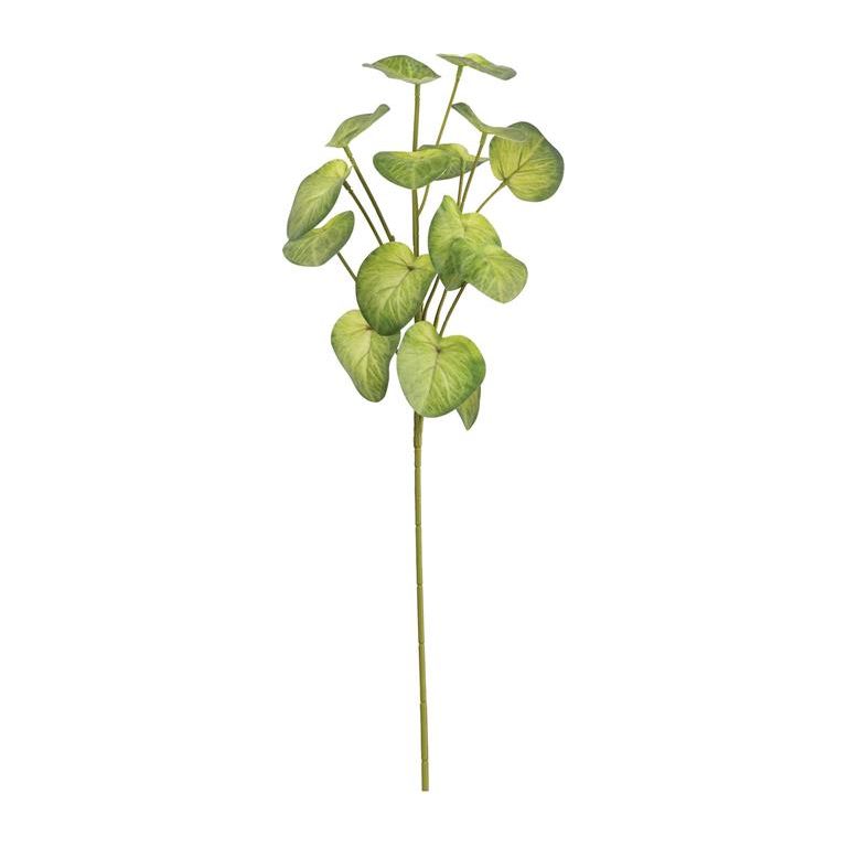 Peperomia Spray | Green