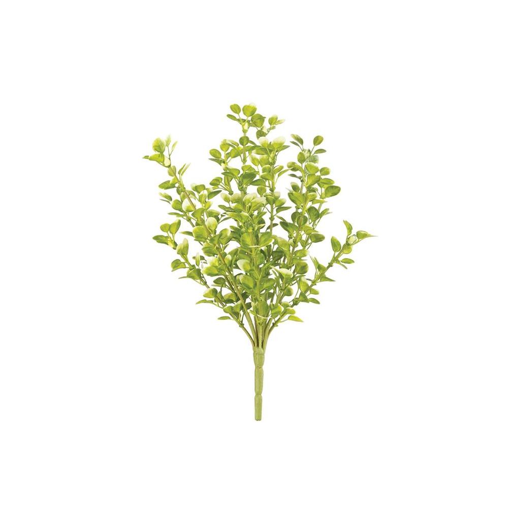 Boxwood Bush | Yellow+ Green