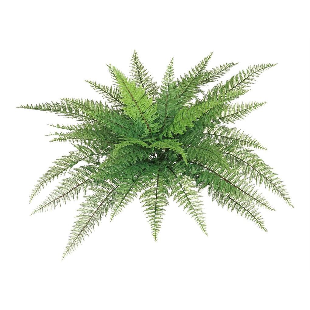 Leather Fern Bush (x7)