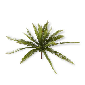 Fern Bush