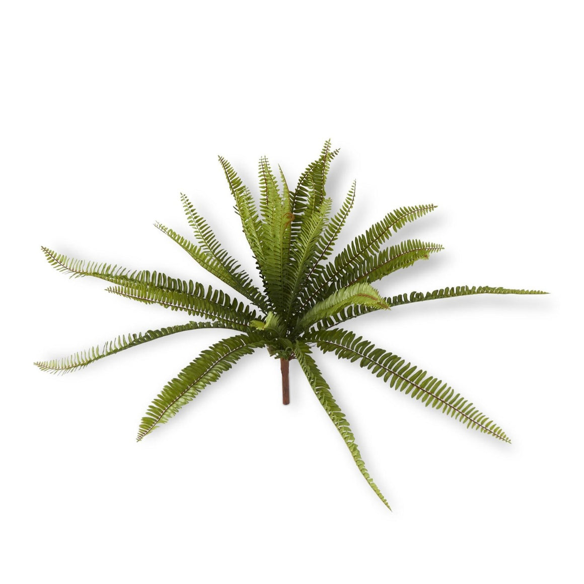 Fern Bush