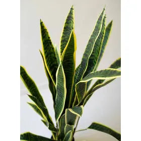 Faux Mother-In-Law Tongue Plant