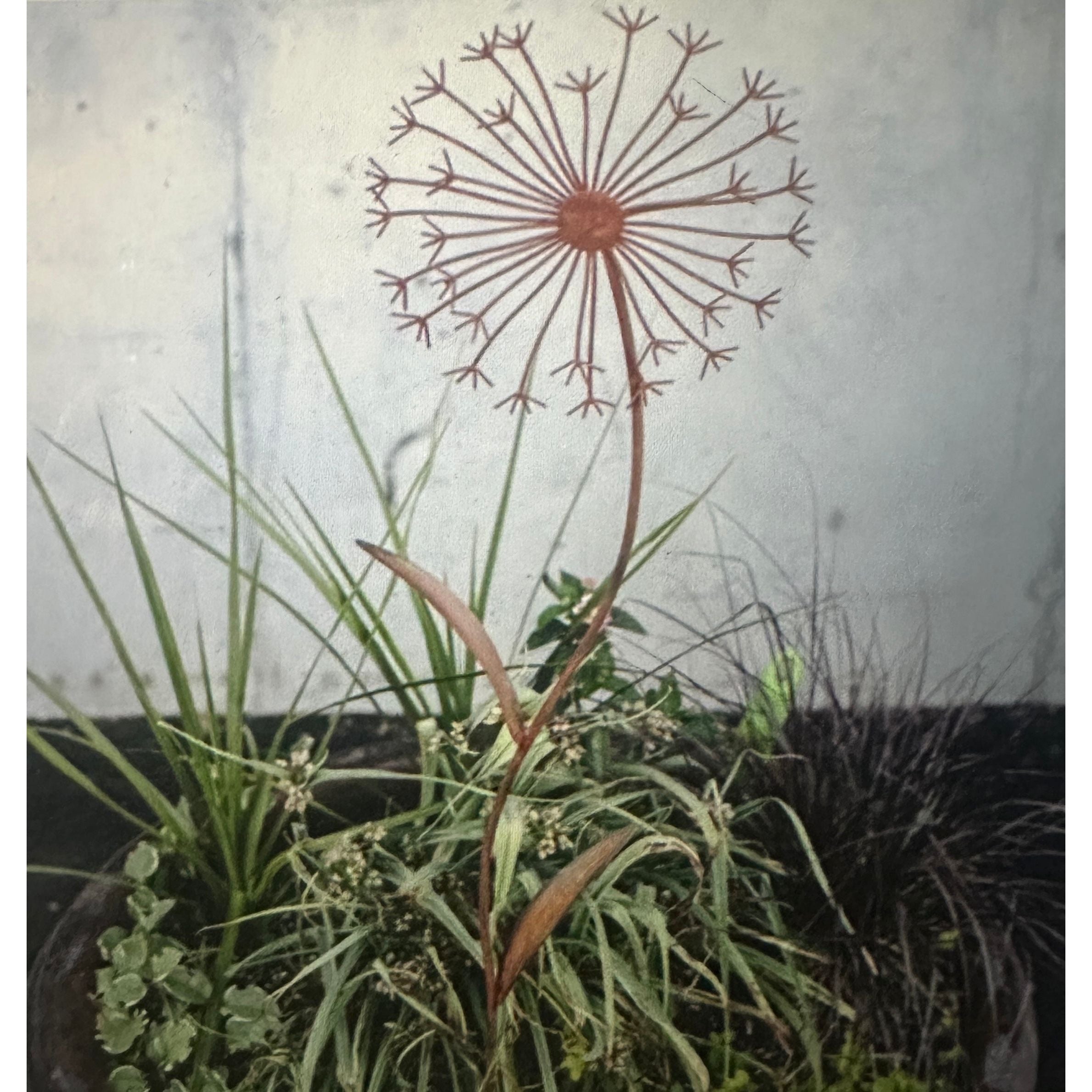 Dandelion Stake