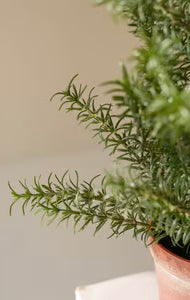 Faux Potted Rosemary