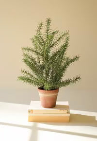 Faux Potted Rosemary