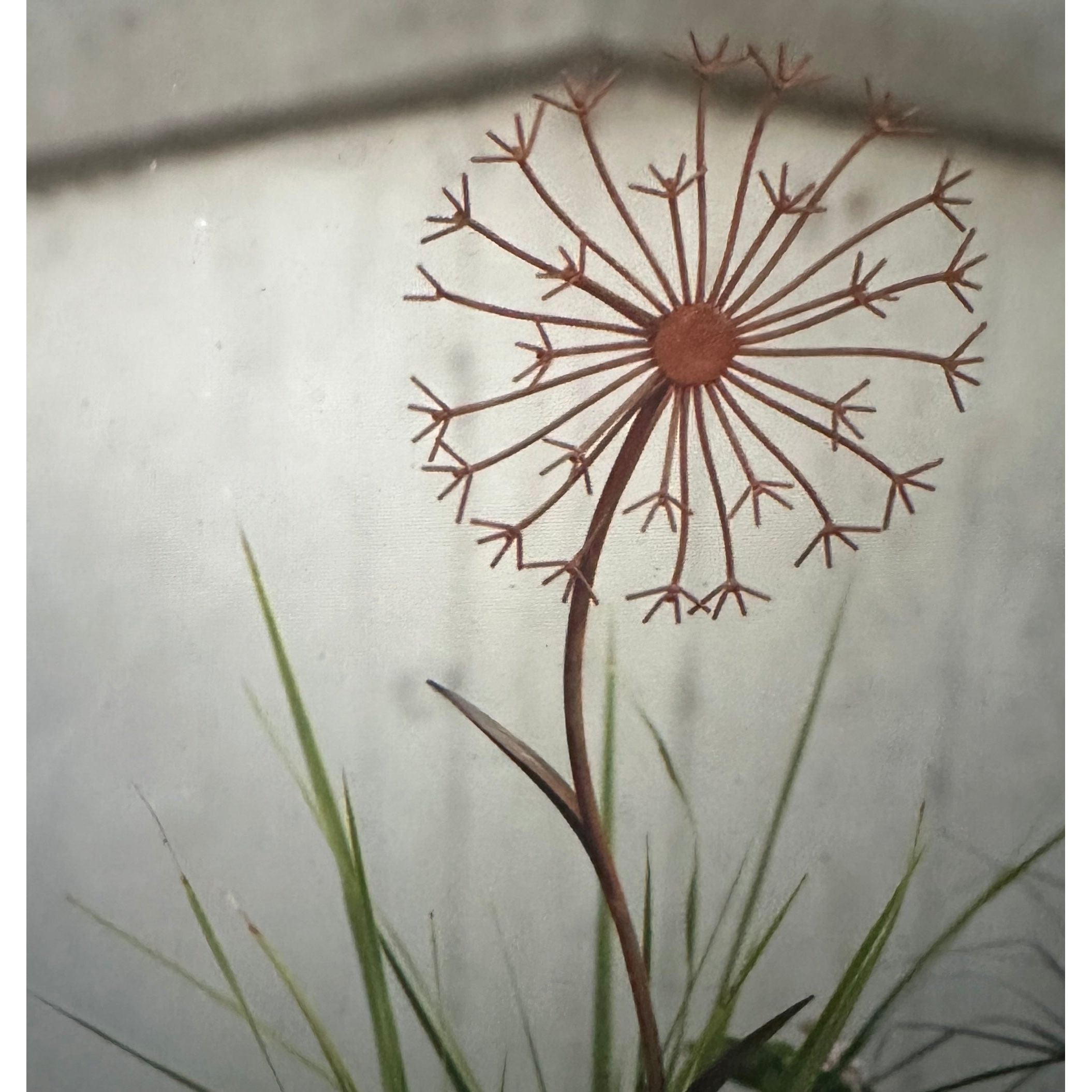 Dandelion Stake