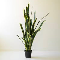 Faux Mother-In-Law Tongue Plant