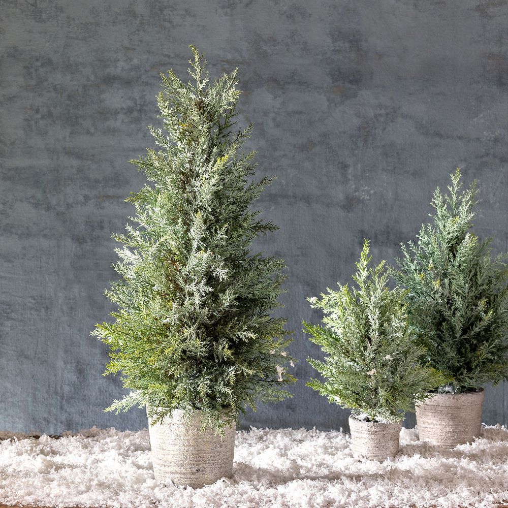 Juniper Cone Shrub in Pot
