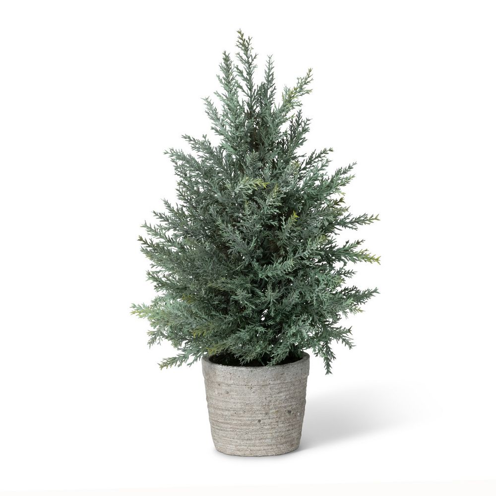 Juniper Cone Shrub in Pot