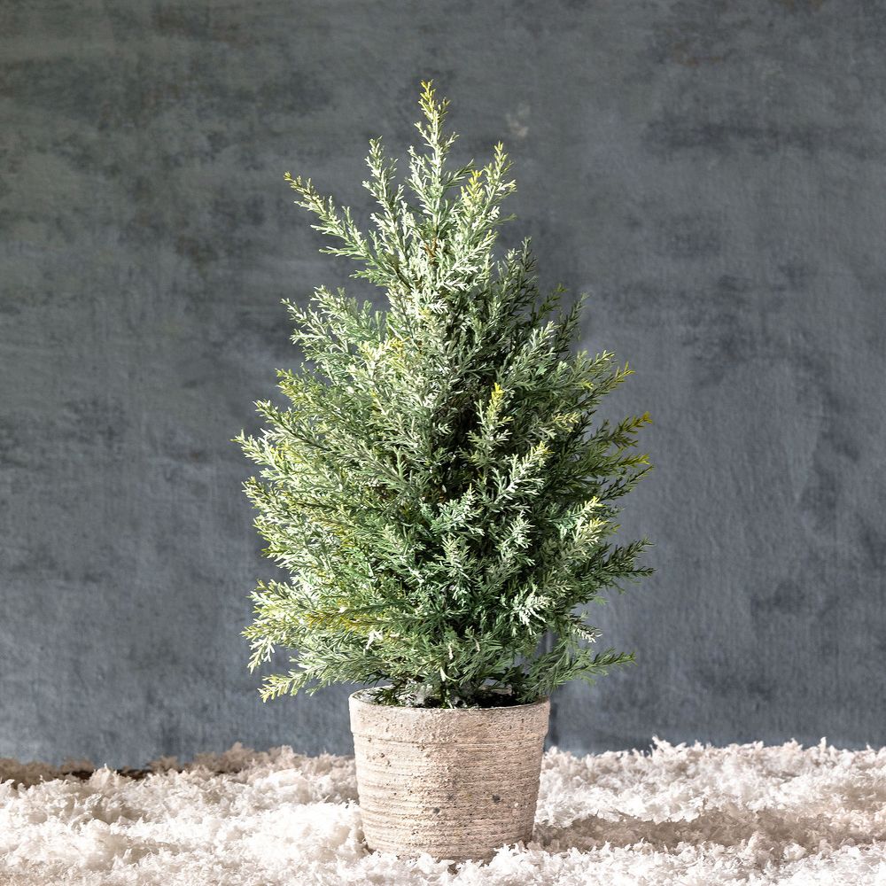 Juniper Cone Shrub in Pot