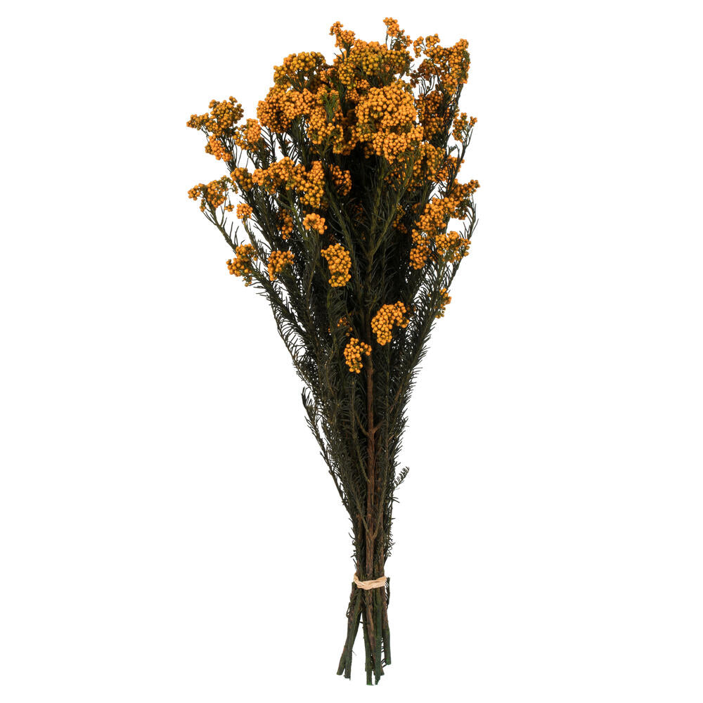 Yellow Rice Flower Bundle