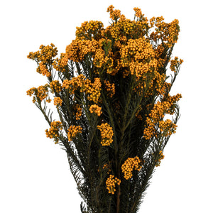 Yellow Rice Flower Bundle