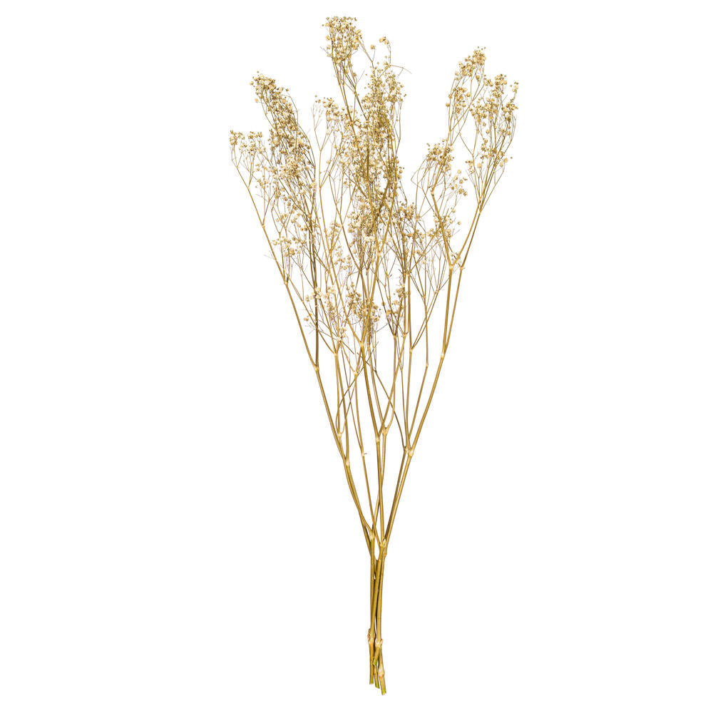 Dried Natural White Dried Baby's Breath Bunch (Gypsophila )