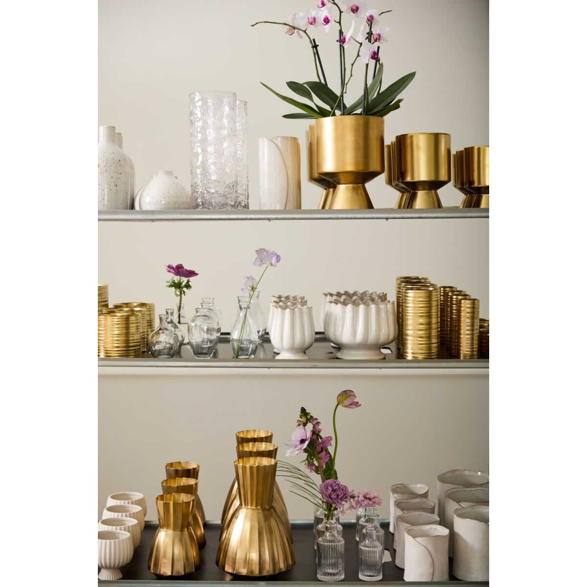 Tulipa Collection