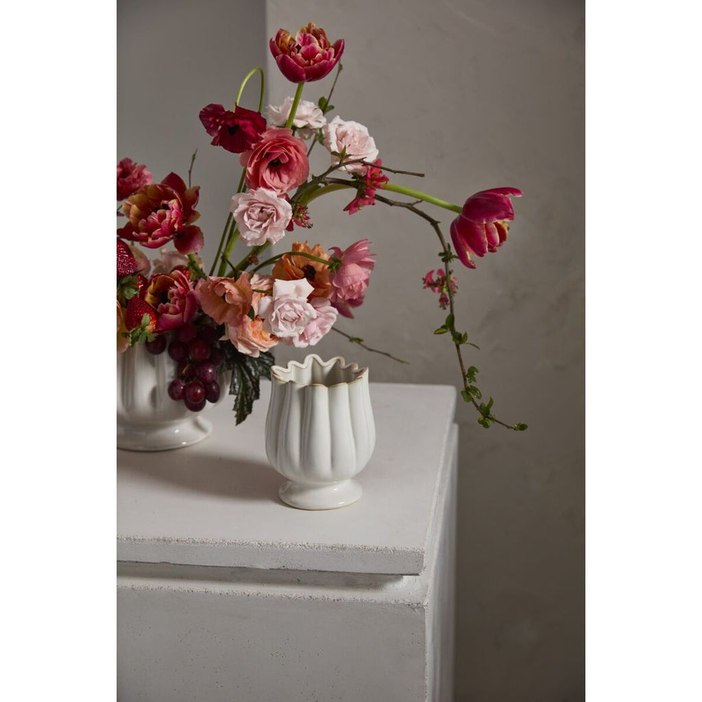 Tulipa Collection