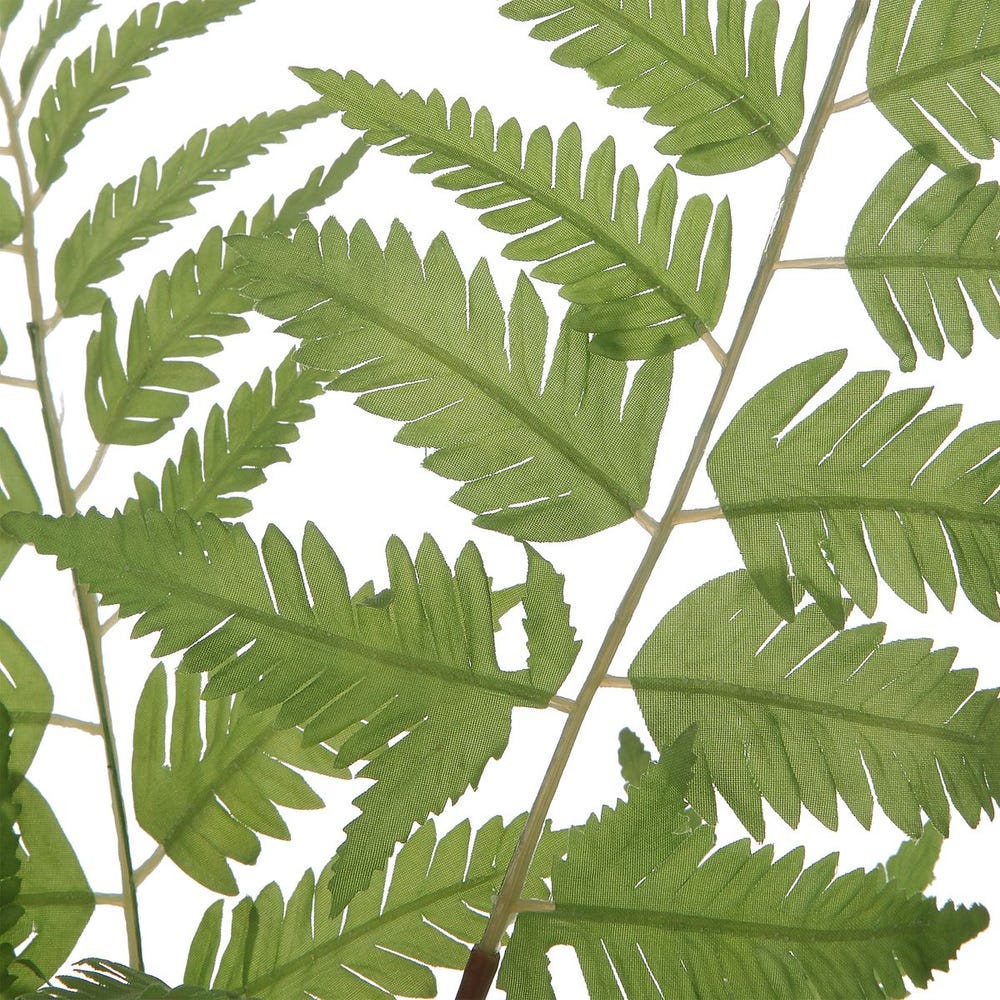 Country Fern
