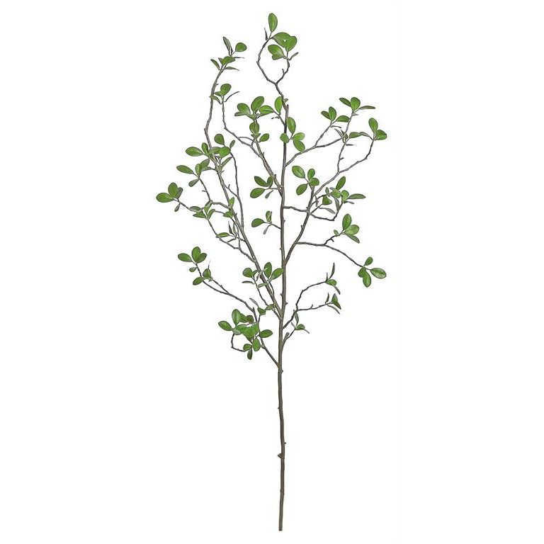 Bonsai Ficus Branch