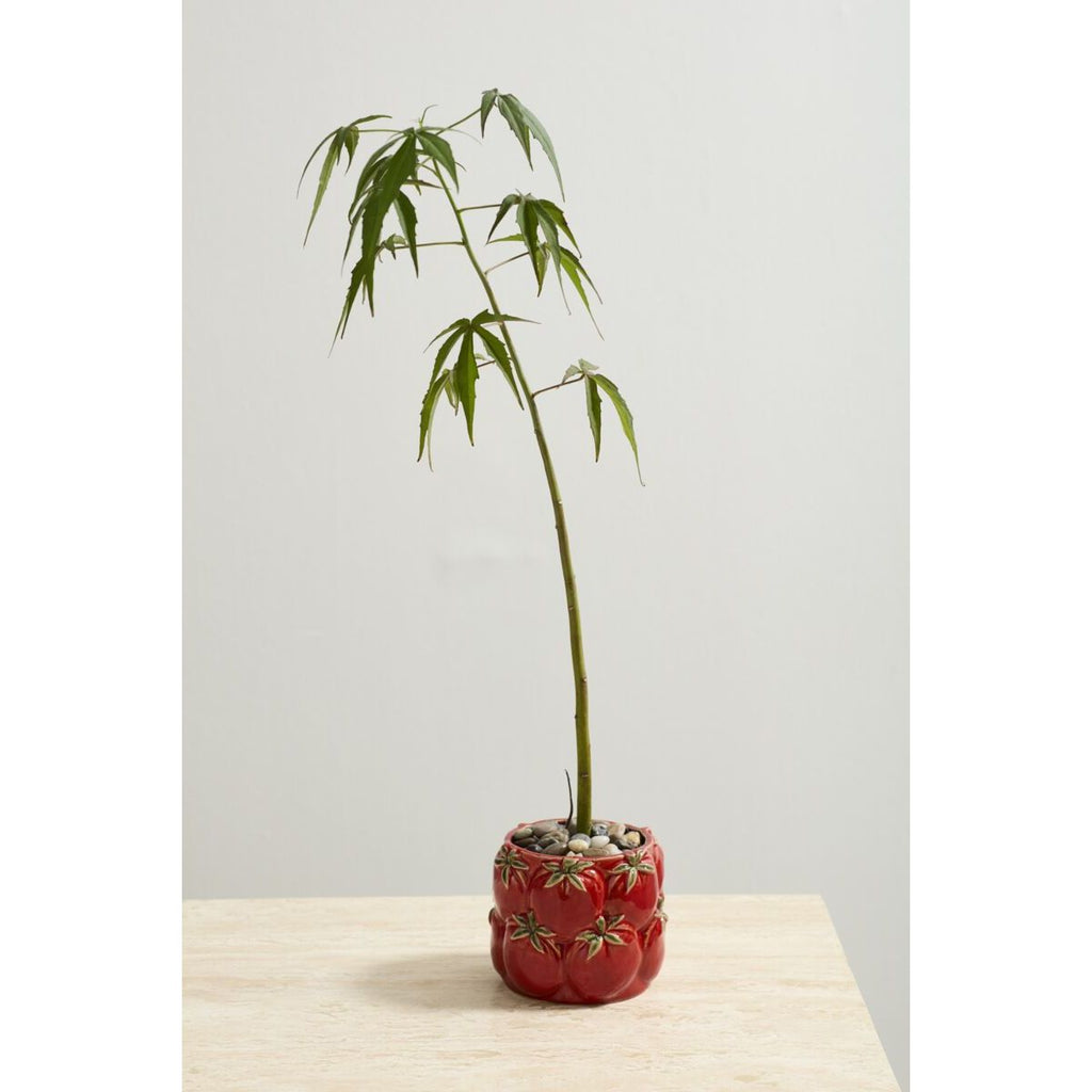 Cucina Pot