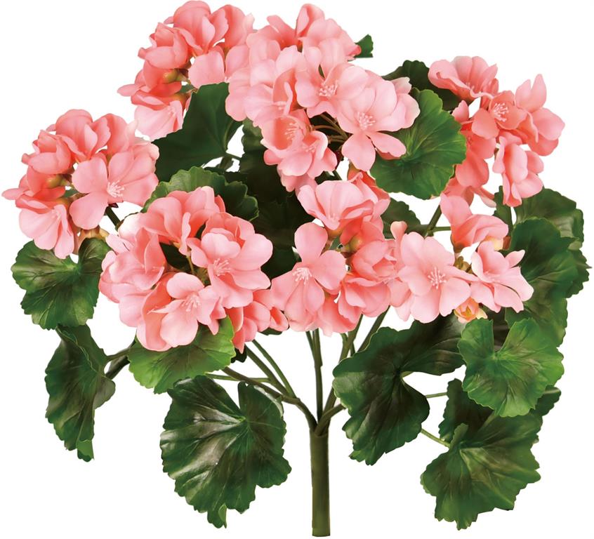 Geranium Bush | Pink