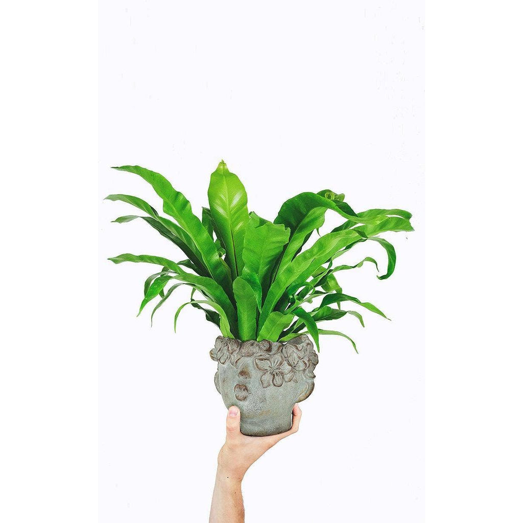Kissing Face Planter
