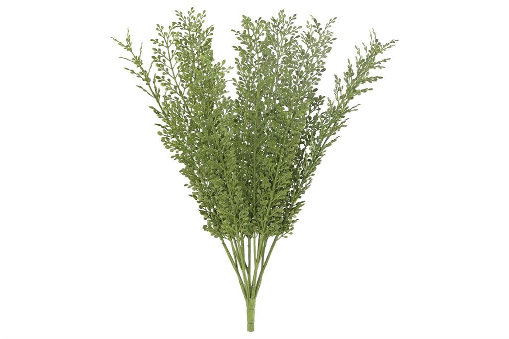 Boxwood Bush