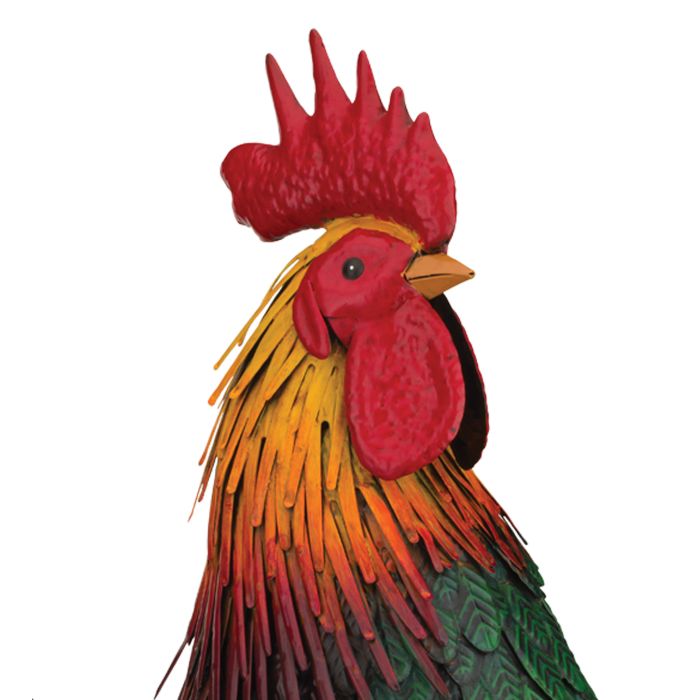 Rhode Island Red Rooster | Large