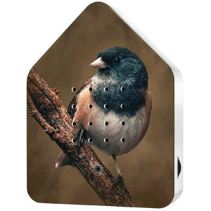 BirdyBox | American Robin