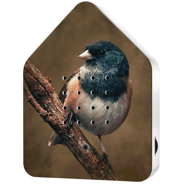 BirdyBox | American Robin