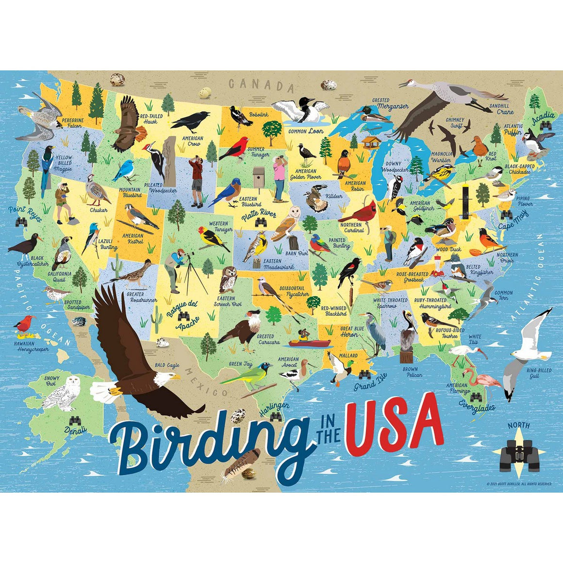 Birding in the USA
