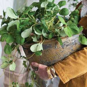 Mediterranean Garden Pot