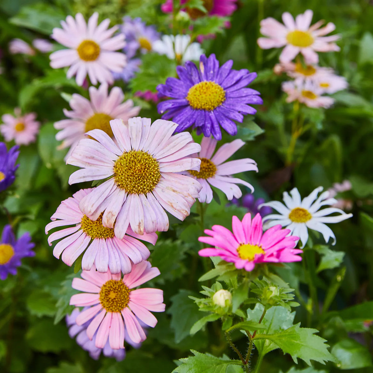 Seed Pops  | Pollinator