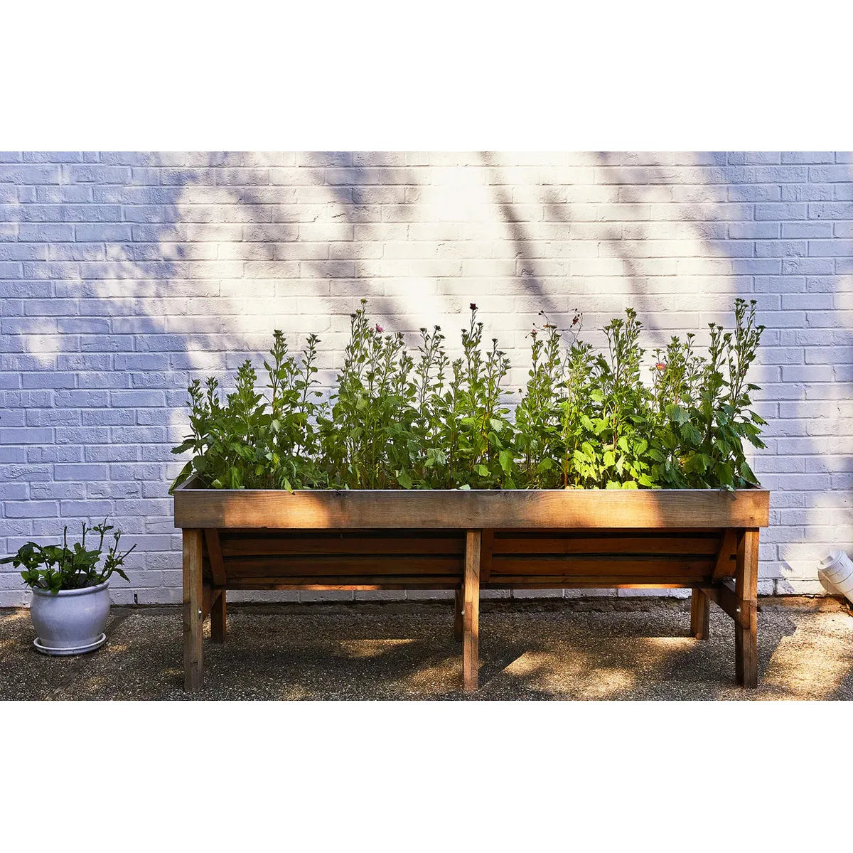 Seed Pops  | Pollinator