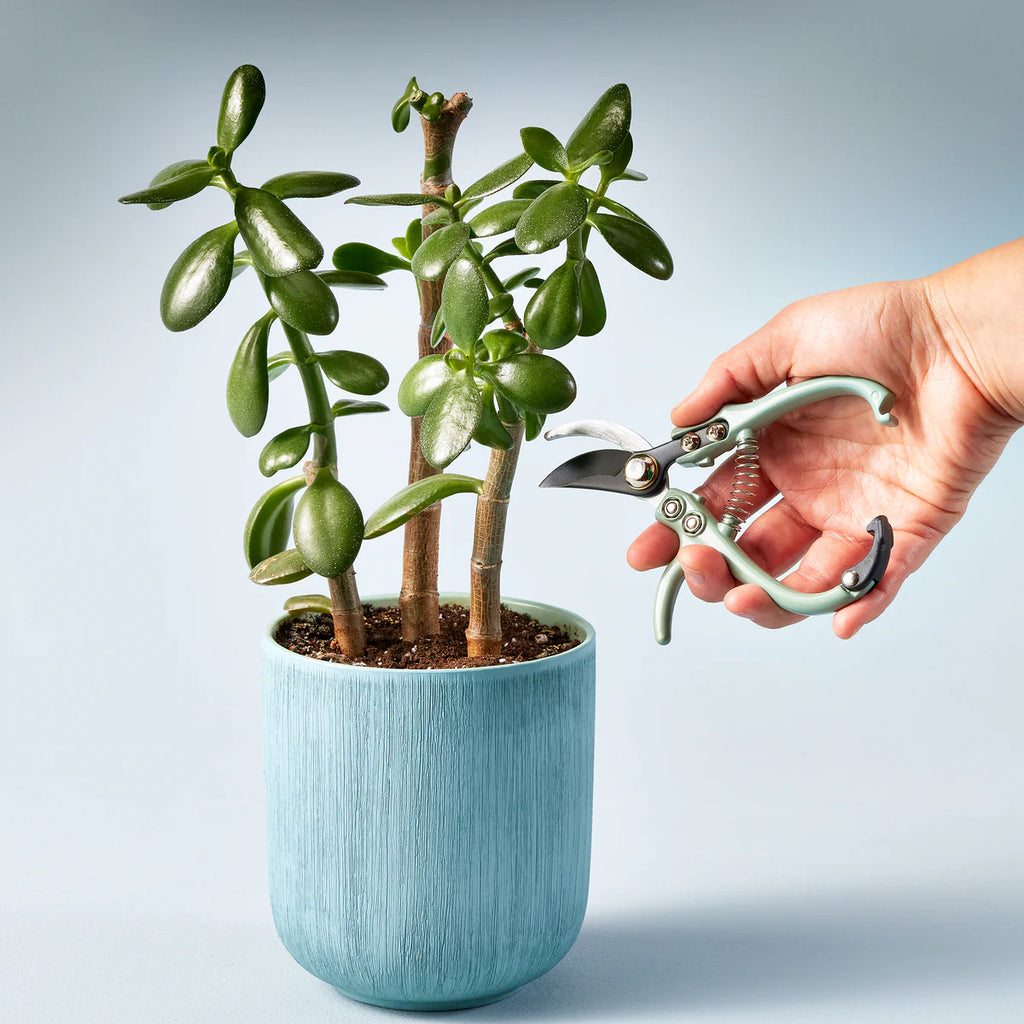 Garden Shears | Ocean