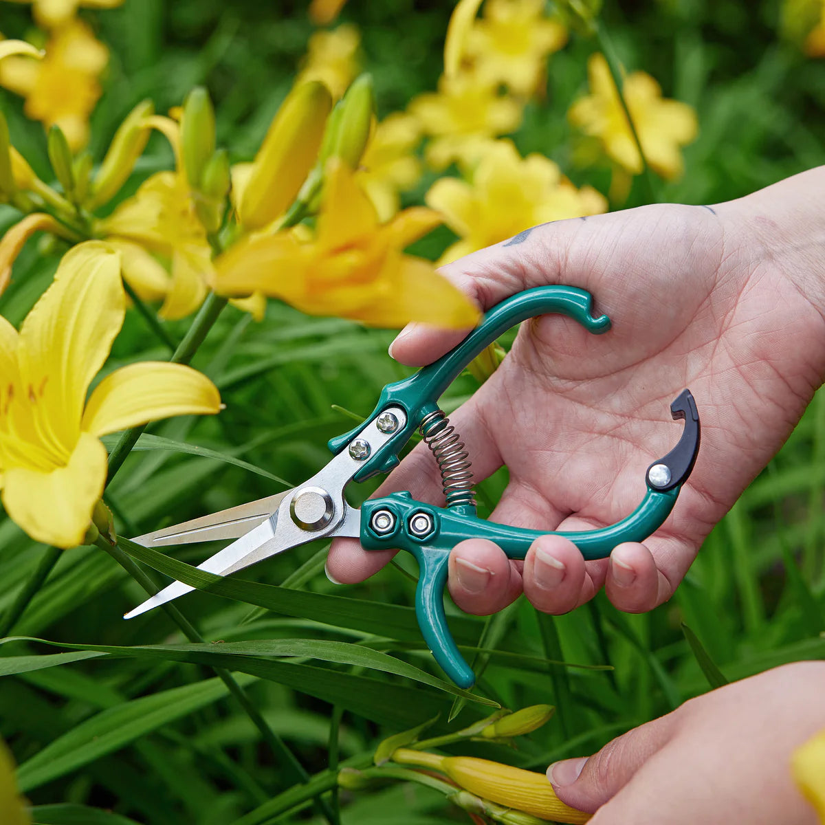 Garden Shears | Ocean