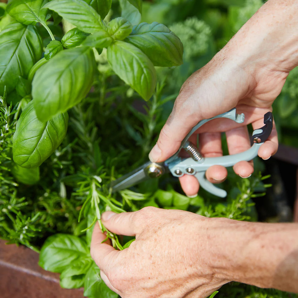 Garden Shears | Ocean