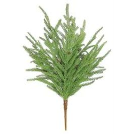 Soft Touch Norfolk Pine & Mini Cone Bush