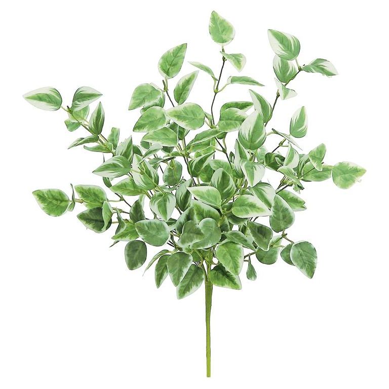 Arrow Ivy Bush