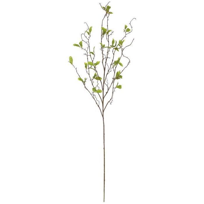 Willow Branch w/Leaves
