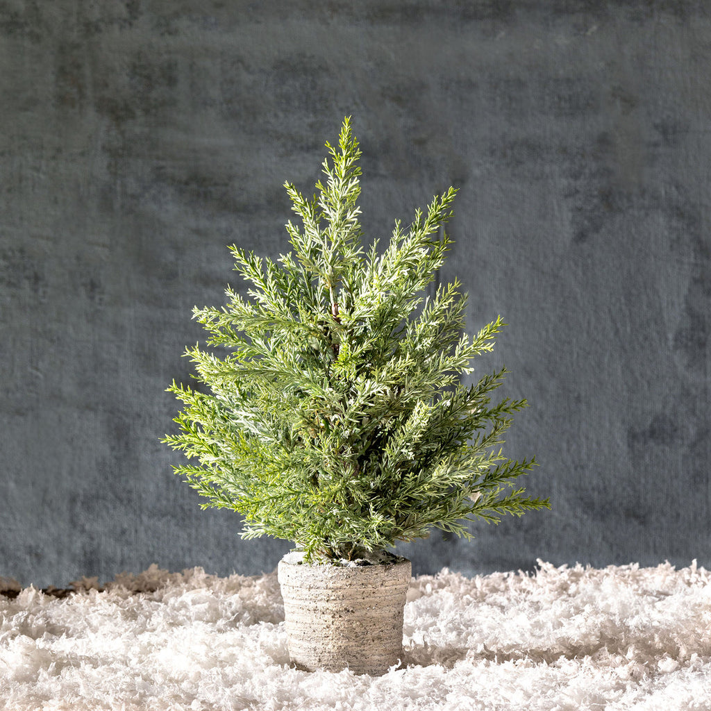 Juniper Cone Shrub in Pot