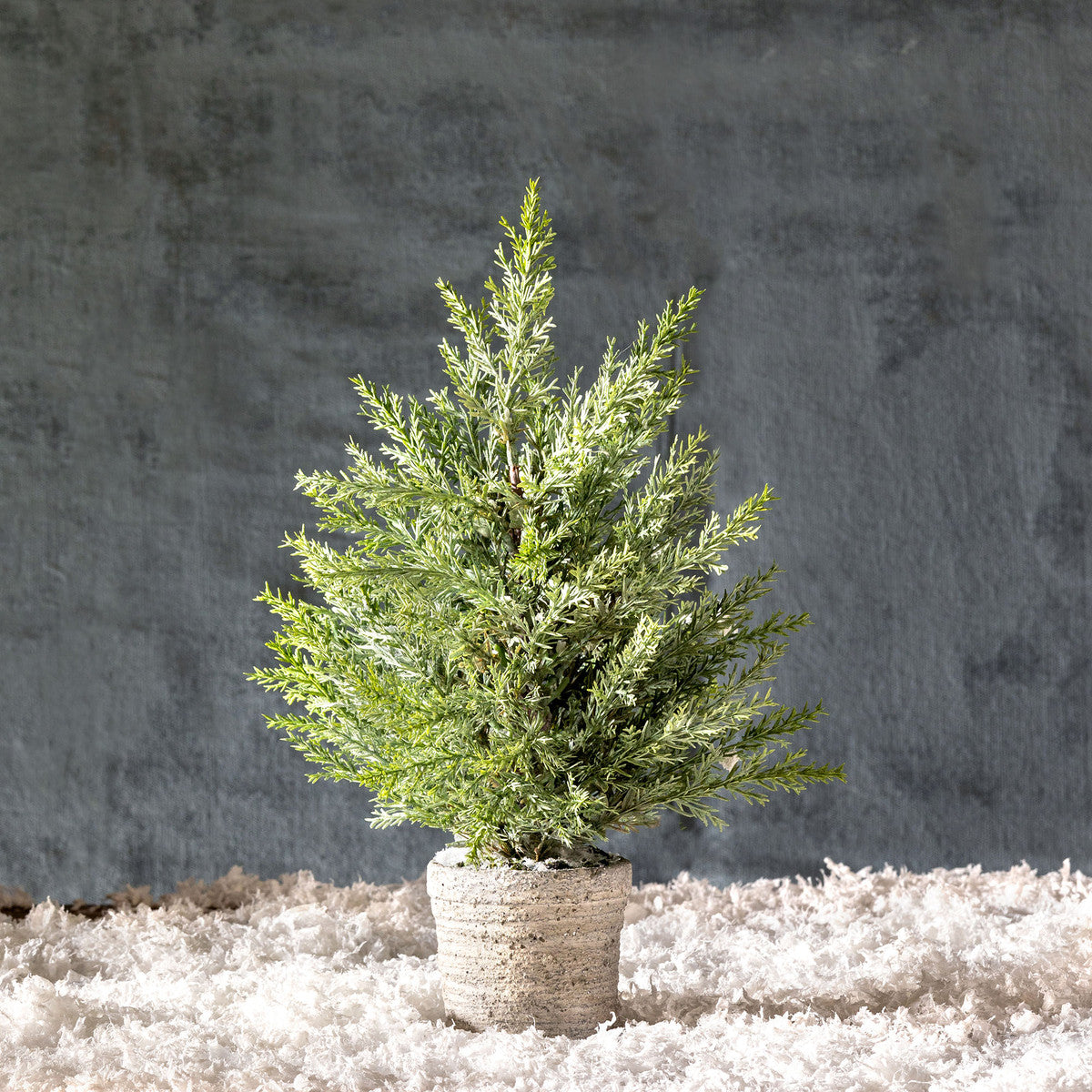 Juniper Cone Shrub in Pot