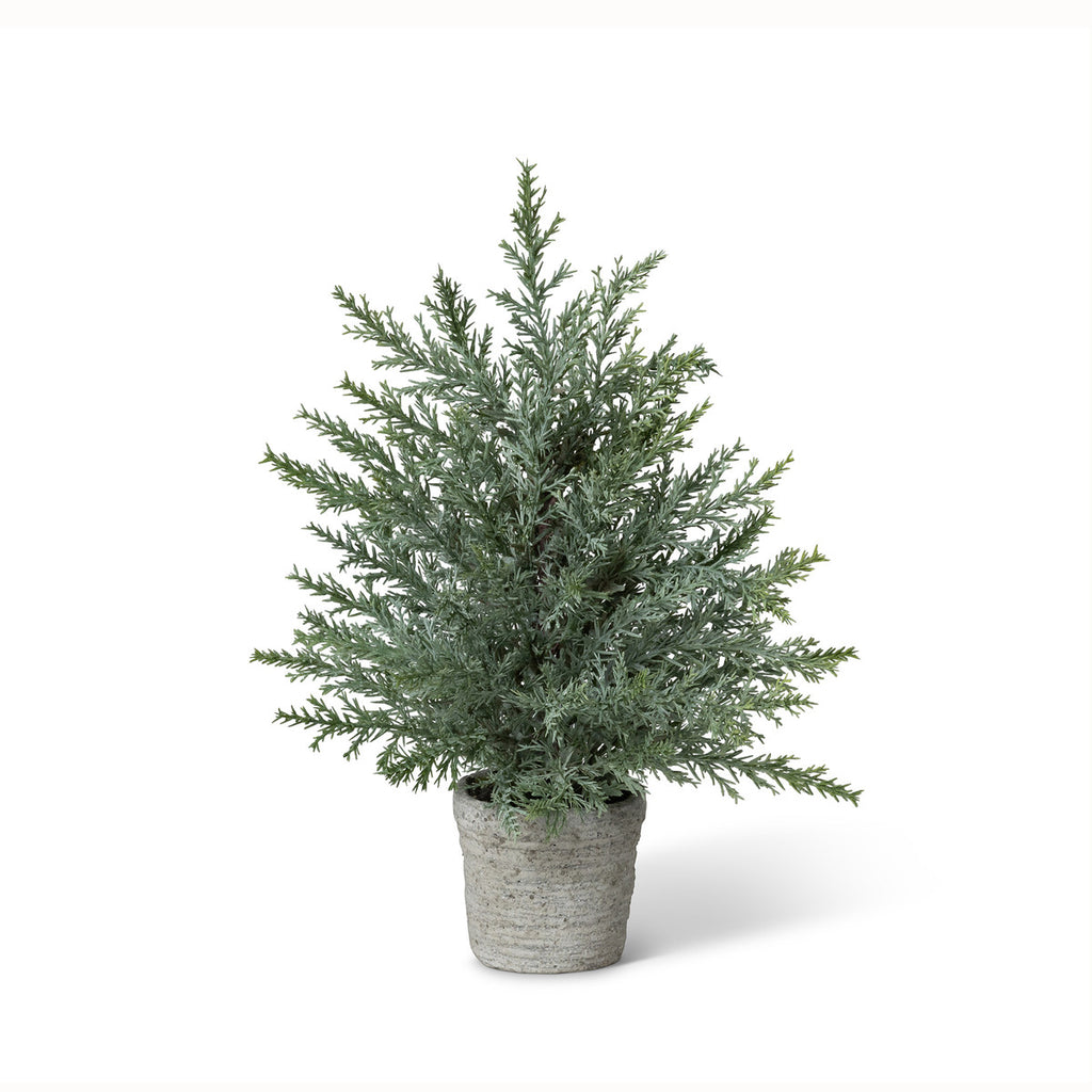 Juniper Cone Shrub in Pot