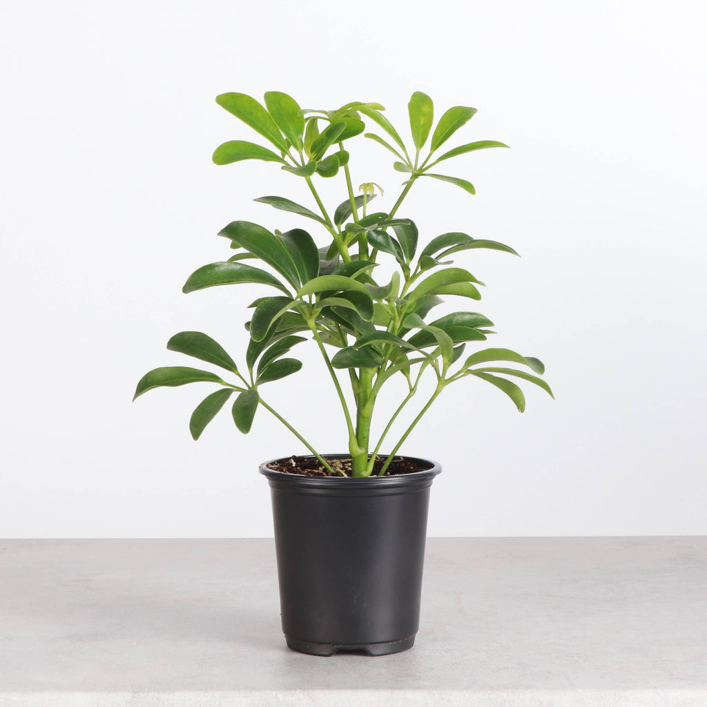 Live Plant | Umbrella Tree -  4" Pot