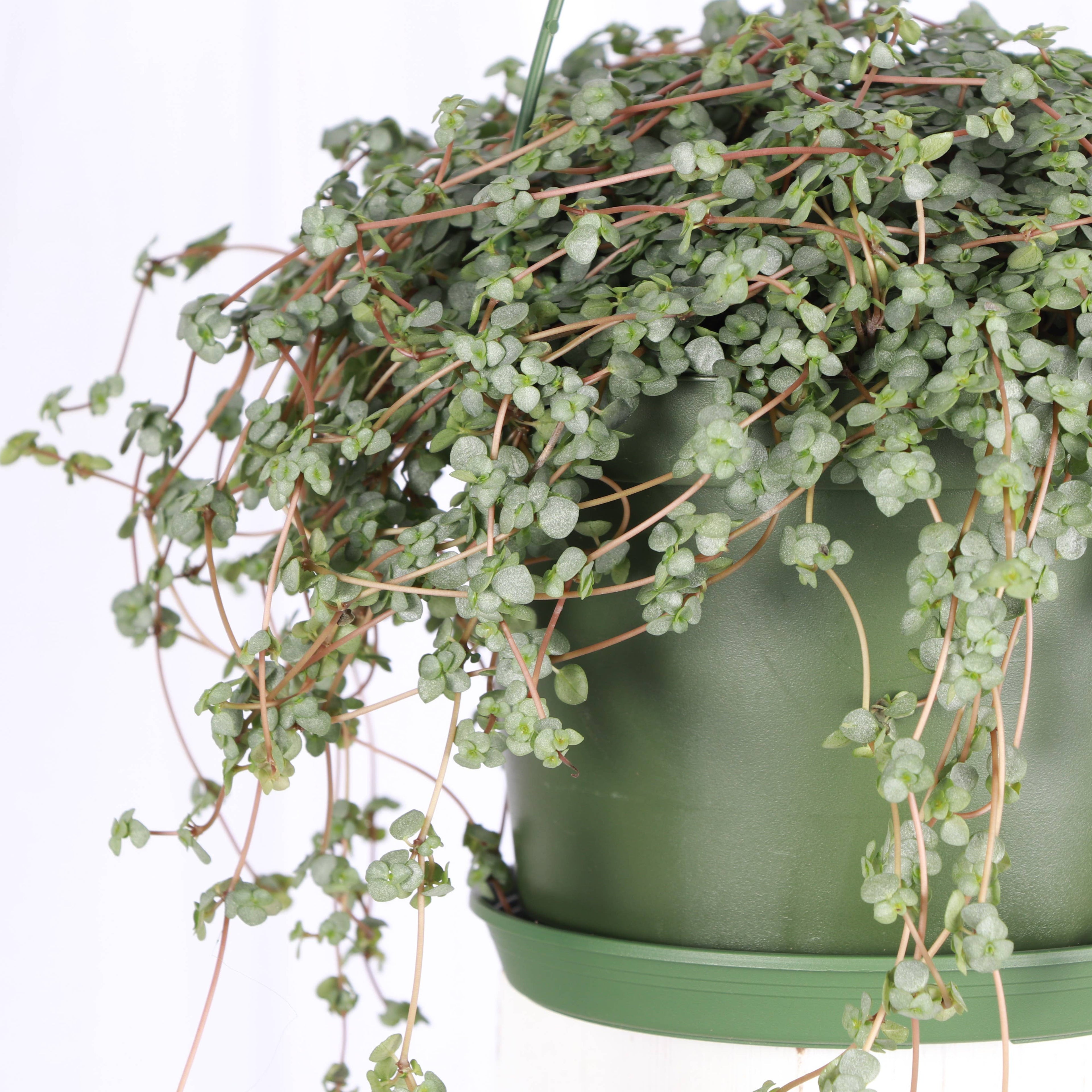 pilea plant hanging Live Plant