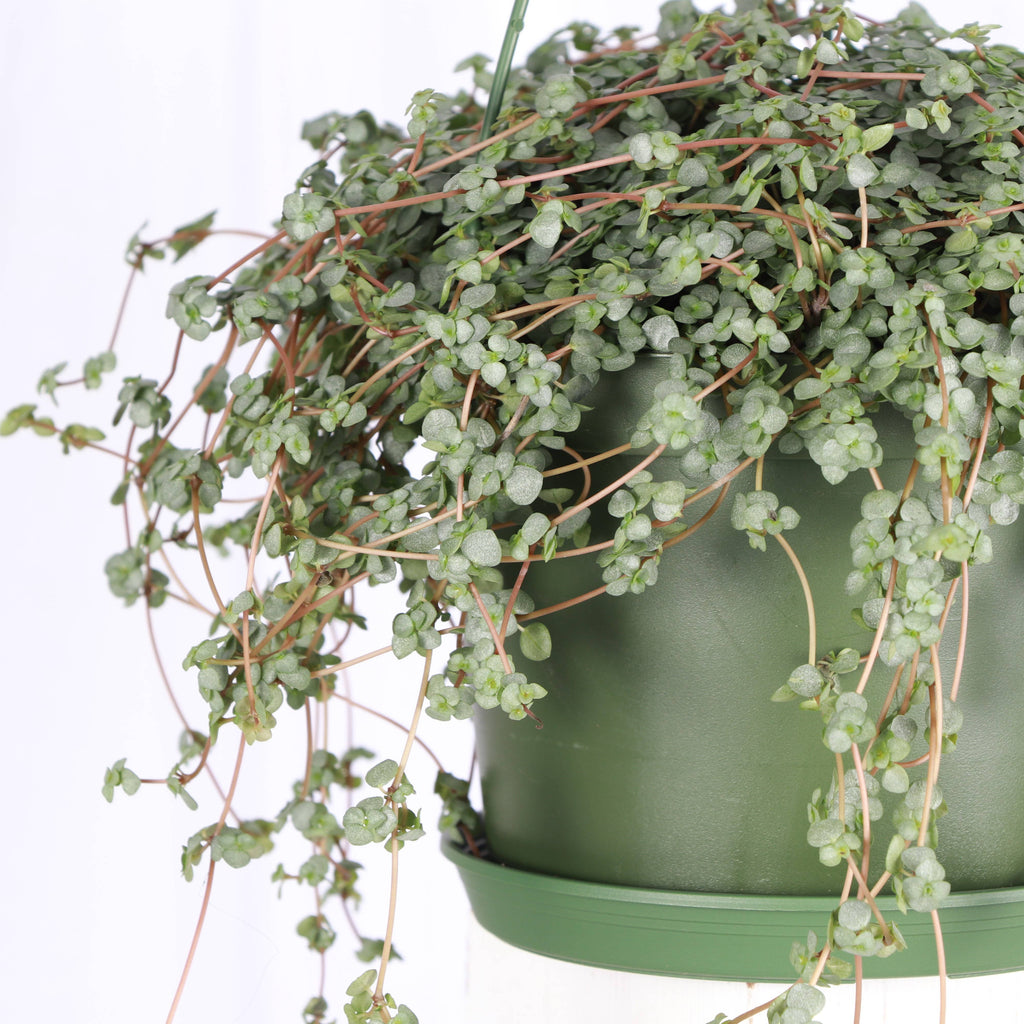 Live Plant | Pilea Aquamarine Plant (Baby Tears) Hanging