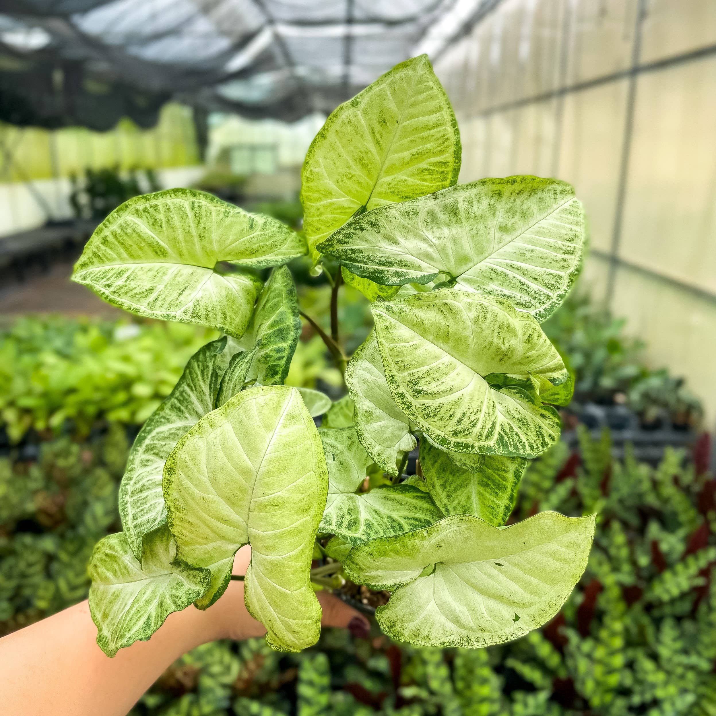 Live Plant | Asst. Butterfly Syngonium - 3" Pot
