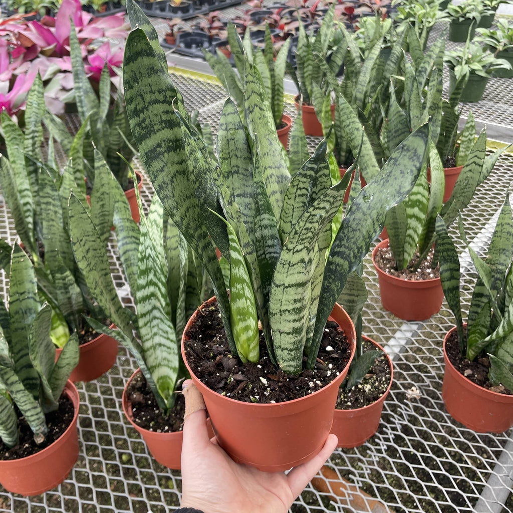 Live Plant | Snake Plant 'Zeylancia - 3" Pot