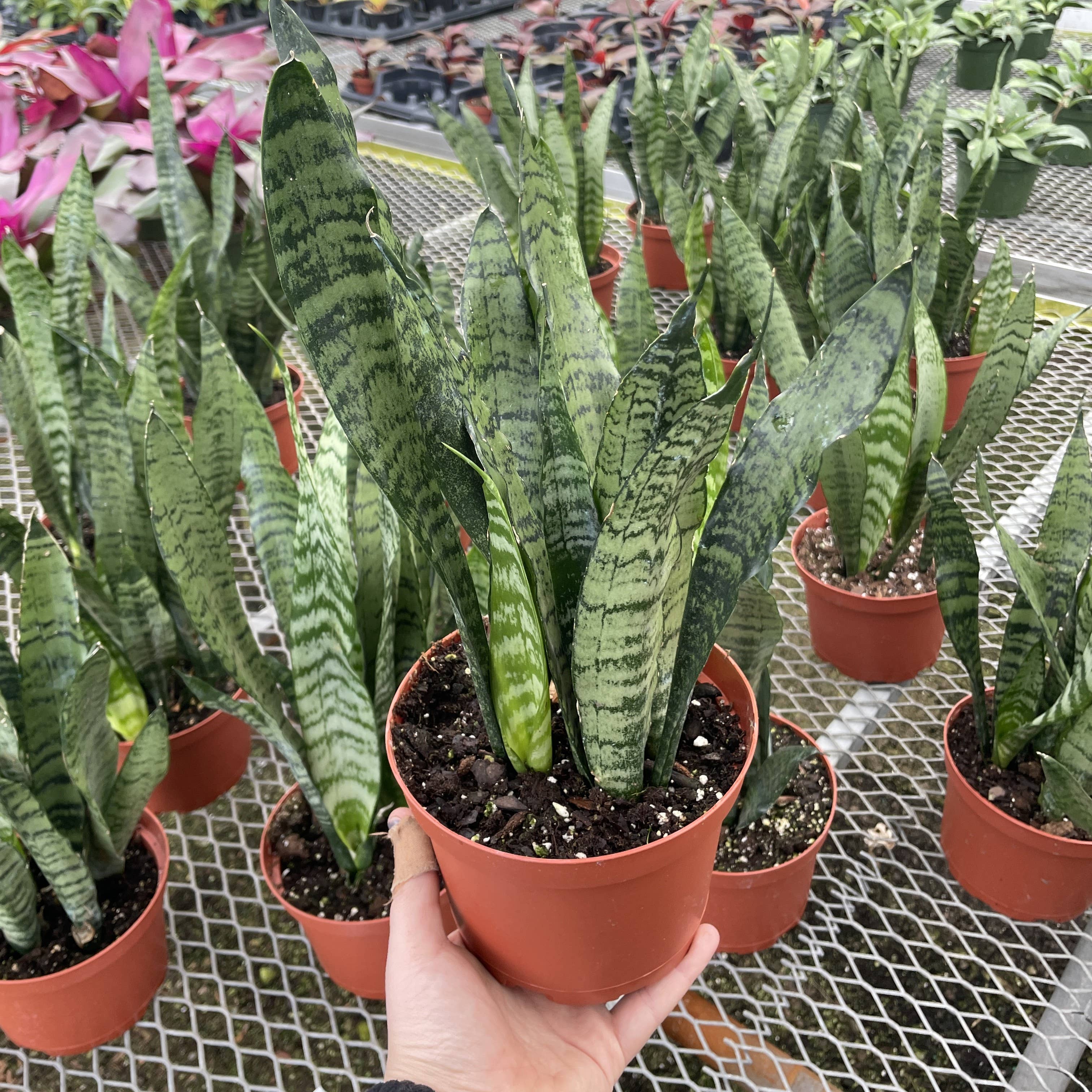 Live Plant | Snake Plant 'Zeylancia - 3" Pot