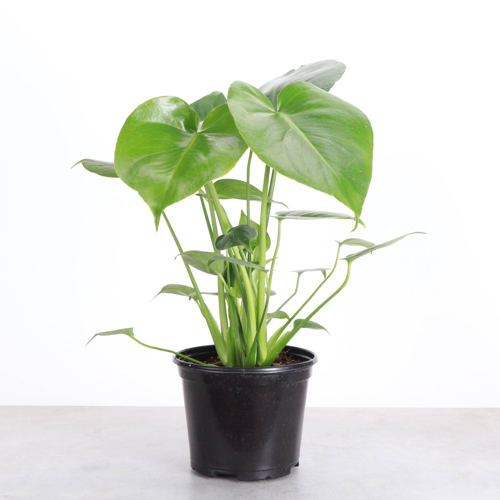 Live Plant | Monstera Deliciosa (Swiss Cheese Plant) - 4" Pot