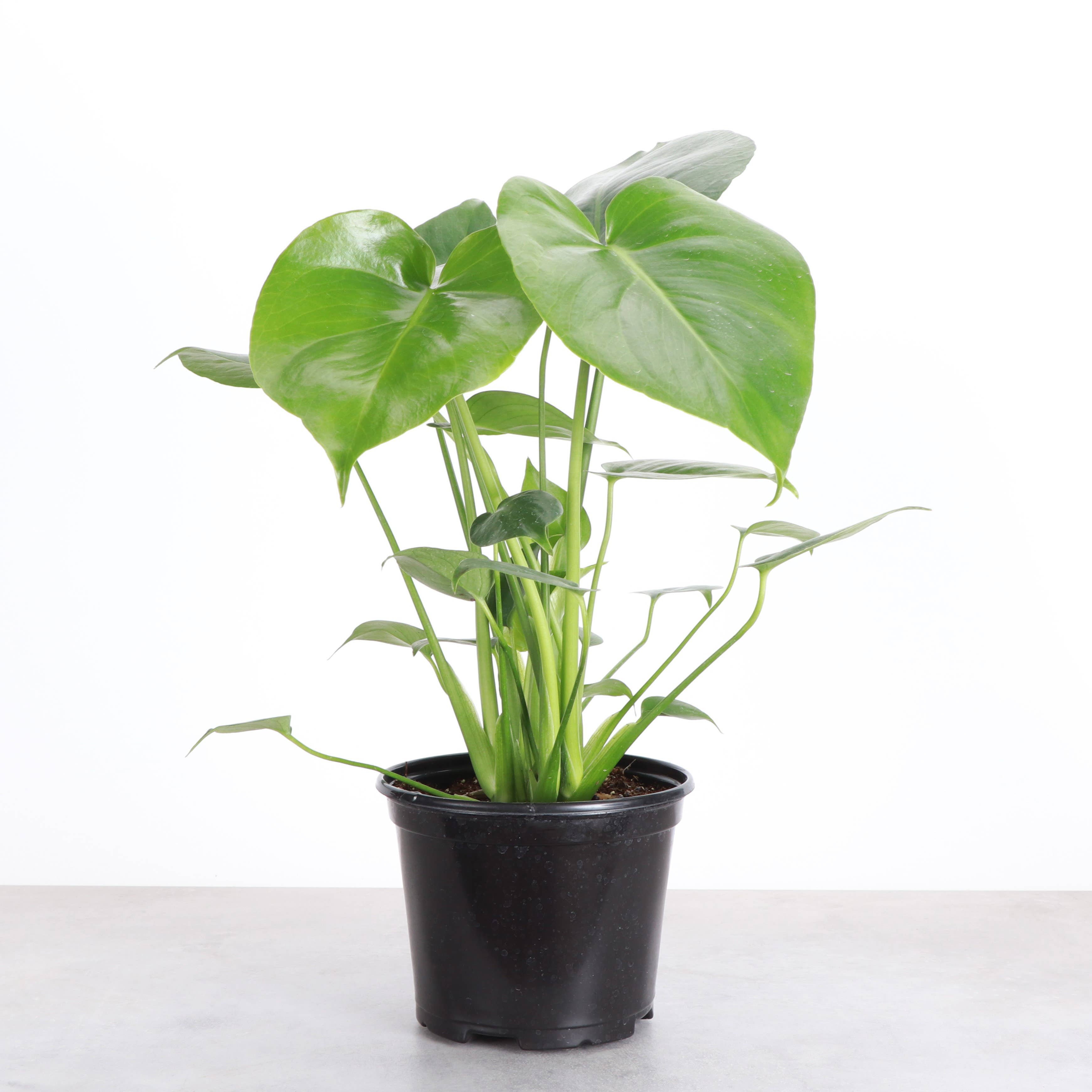 Live Plant | Monstera Deliciosa (Swiss Cheese Plant) - 4" Pot