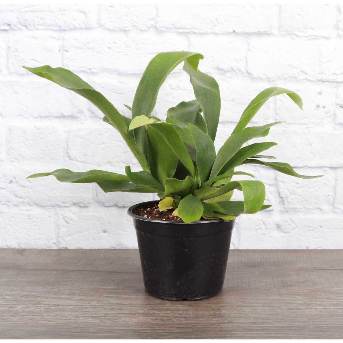 Live Plant | Staghorn Fern - 6" Pot